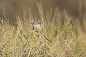 Mallee Emu-wren (Stipiturus mallee), Victoria, Australia, Oceania