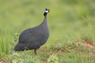 Helmeted Guineafowl (Numida meleagris), Uganda, Africa