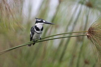 Pied Kingfisher (Ceryle rudis) male perched on a plant stalk, Uganda, Africa
