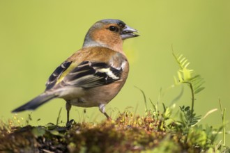 Common Chaffinch (Fringilla coelebs) male perched on the ground, Andalusia, Spain, Europe