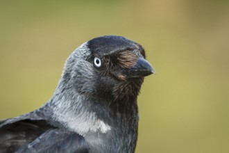Western Jackdaw (Corvus monedula) portrait, Bempton, United Kingdom, Europe