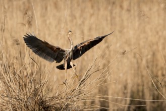 Purple Heron (Ardea purpurea) landing at nest, Baden-Wuerttemberg, Germany, Europe