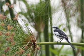 African Pied Wagtail (Motacilla aguimp), Okavango-Delta, Botswana, Africa