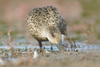 Grey Teal (Anas gracilis) feeding, Victoria, Australia, Oceania