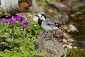 White Wagtail (Motacilla alba) perched on stone at waterhole, Mecklenburg-Western Pomerania,