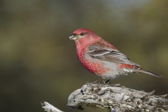 Pine Grosbeak - Hakengimpel - Pinicola enucleator, Finland, adult male, Europe