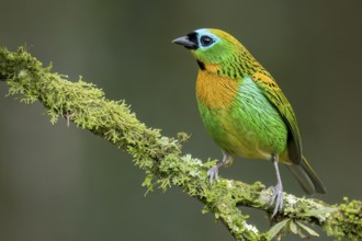 Brassy-breasted Tanager (Tangara desmaresti) perched on a branch in the Atlantic Rainforest of