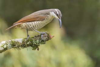 Paradise Riflebird (Ptiloris paradiseus) perched on a branch in eastern Australia
