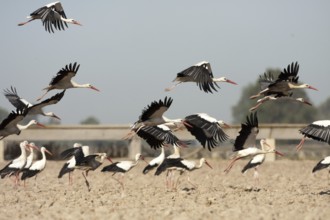 White Stork (Ciconia ciconia), Andalusia, Spain, Europe