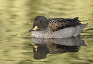 Yellow-billed Teal (Anas flavirostris), Arizona, USA, North America
