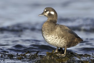 Harlequin Duck (Histrionicus histrionicus) female, British Columbia, Canada, North America