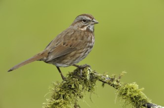 Song Sparrow (Melospiza melodia), British Columbia, Canada, North America