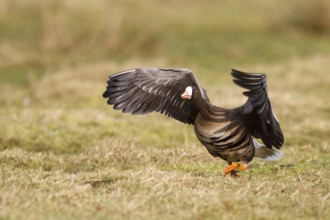 Greater White-fronted Goose (Anser albifrons) flying, North Rhine-Westphalia, Germany, Europe