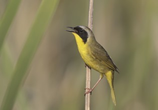 Common Yellowthroat (Geothlypis trichas) singing, Ohio, USA, North America