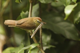 Pin-striped Tit-Babbler (Macronus gularis), Singapore, Asia