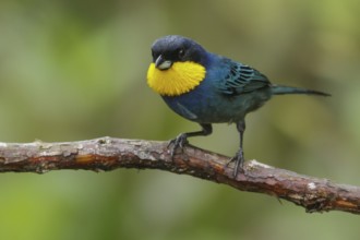 Purplish-mantled Tanager (Iridosornis porphyrocephalus) perched on a branch in the Andes Mountains