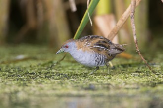 Baillon's Crake (Porzana pusilla palustris) foraging, Victoria, Australia, Oceania