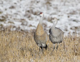 An adult and young Sandhill Crane, Grus canadensis, in field, near Saskatoon Saskatchewan