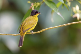 Black-capped Bulbul (Pycnonotus melanicterus) im Sinharaja Regenwald