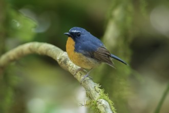 Snowy-browed Flycatcher (Ficedula hyperythra) male, Bidoup National Park, Vietnam, Asia