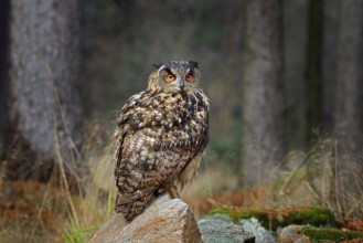 Egle owl in sunset, orange backlight in the forest. Eurasian Eagle Owl sitting on the tree stump in