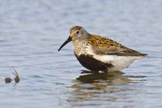 Dunlin (Calidris alpina), Alaska, USA, North America