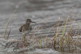 Wood Sandpiper (Tringa glareola), Dalarna, Sweden, Europe