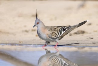 Crested Pigeon (Ocyphaps lophotes) at a waterhole, Victoria, Australia, Oceania