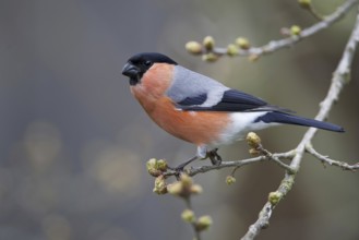 Eurasian Bullfinch (Pyrrhula pyrrhula) male, Saxony, Germany, Europe