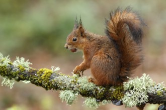 Eurasian Red Squirrel (Sciurus vulgaris), on forest, Asturias, Spain, Europe