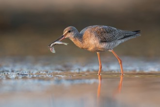 Spotted Redshank (Tringa erythropus) foraging, Poland, Europe