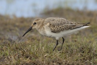 Dunlin (Calidris alpina) foraging, Smaland, Sweden, Europe
