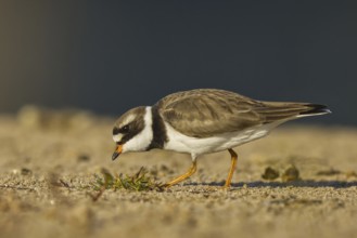 Common Ringed Plover (Charadrius hiaticula) foraging, North Rhine-Westphalia, Germany, Europe