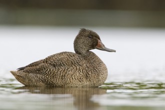 Freckled Duck (Stictonetta naevosa) male, Victoria, Australia, Oceania
