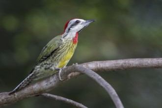 Cuban Green Woodpecker (Xiphidiopicus percussus) perched on a branch in Cuba