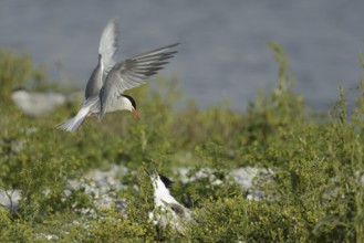 Common Tern & Sandwich Tern (Sterna hirundo & Thalasseus sandvicensis), Texel, Niederlande