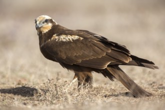 Western Marsh Harrier (Circus aeruginosus) female perched on field, Castile-La Mancha, Spain,