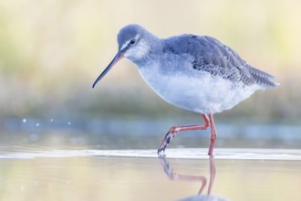 Spotted Redshank (Tringa erythropus) foraging, Groningen, Netherlands