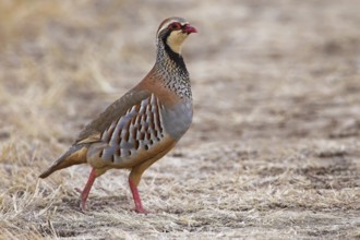 Red-legged Partridge (Alectoris rufa), Extremadura, Spain, Europe