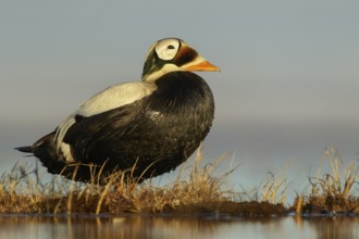 Spectacled Eider (Somateria fischeri) feeding on a small pond on the tundra in Northern Alaska