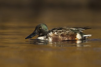 Northern Shoveler (Spatula clypeata) male, British Columbia, Canada, North America