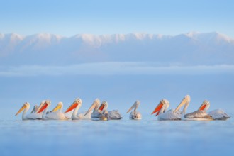 Dalmatian pelican, Pelecanus crispus, in Lake Kerkini, Greece. Palican on blue water surface.