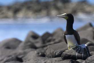 Brown Booby (Sula leucogaster), Bahia, Brazil, South America