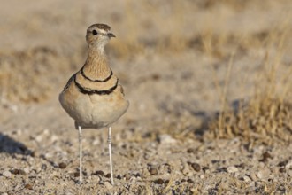 Double-banded Courser (Rhinoptilus africanus), Oshikoto, Namibia, Africa