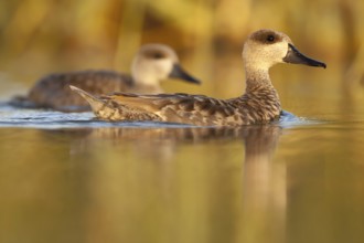 Marbled Duck (Marmaronetta angustirostris), Castile-La Mancha, Spain, Europe