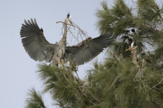 Great Blue Heron (Ardea herodias), Florida, USA, North America