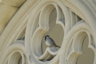 House Sparrow (Passer domesticus) male, Czech Republic, Europe