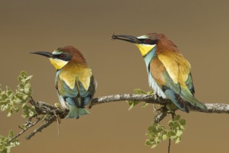 European Bee-eater (Merops apiaster), Portugal, Europe