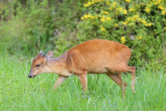 A male Red Forest Duiker (Cephalophus natalensis) stands in a green meadow, eating grass and herbs