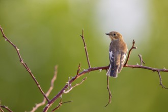 Pied Flycatcher (Ficedula hypoleuca) Germany